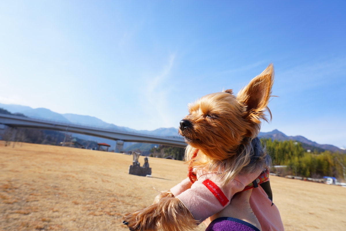 愛犬とのお散歩におススメの公園 むらやま公園 まめうに日記