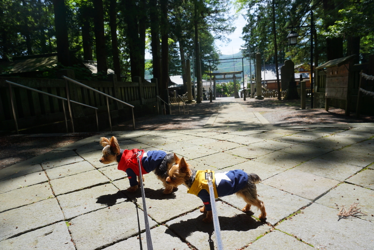 f:id:mame-uni0331:20200606214048j:plain f:id:mame-uni0331:20200606214048j:plain