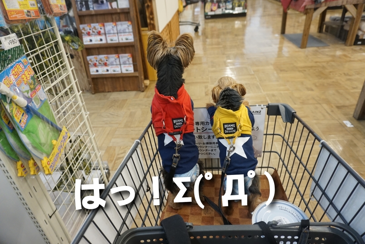 f:id:mame-uni0331:20200612192903j:plain
