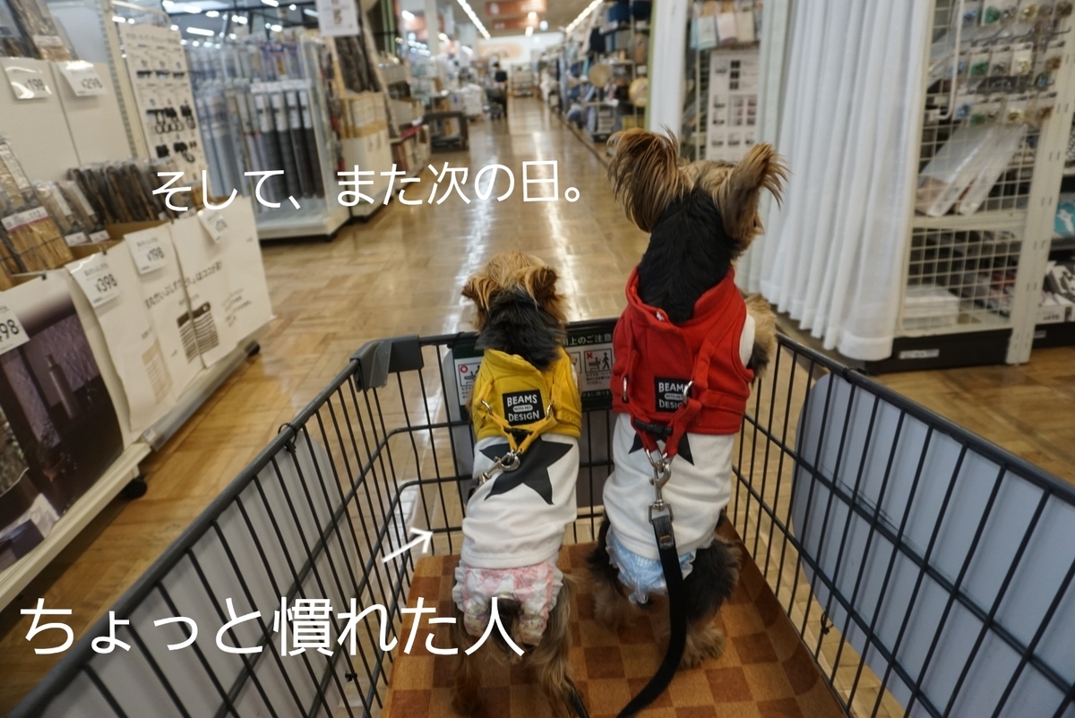 f:id:mame-uni0331:20200612192940j:plain