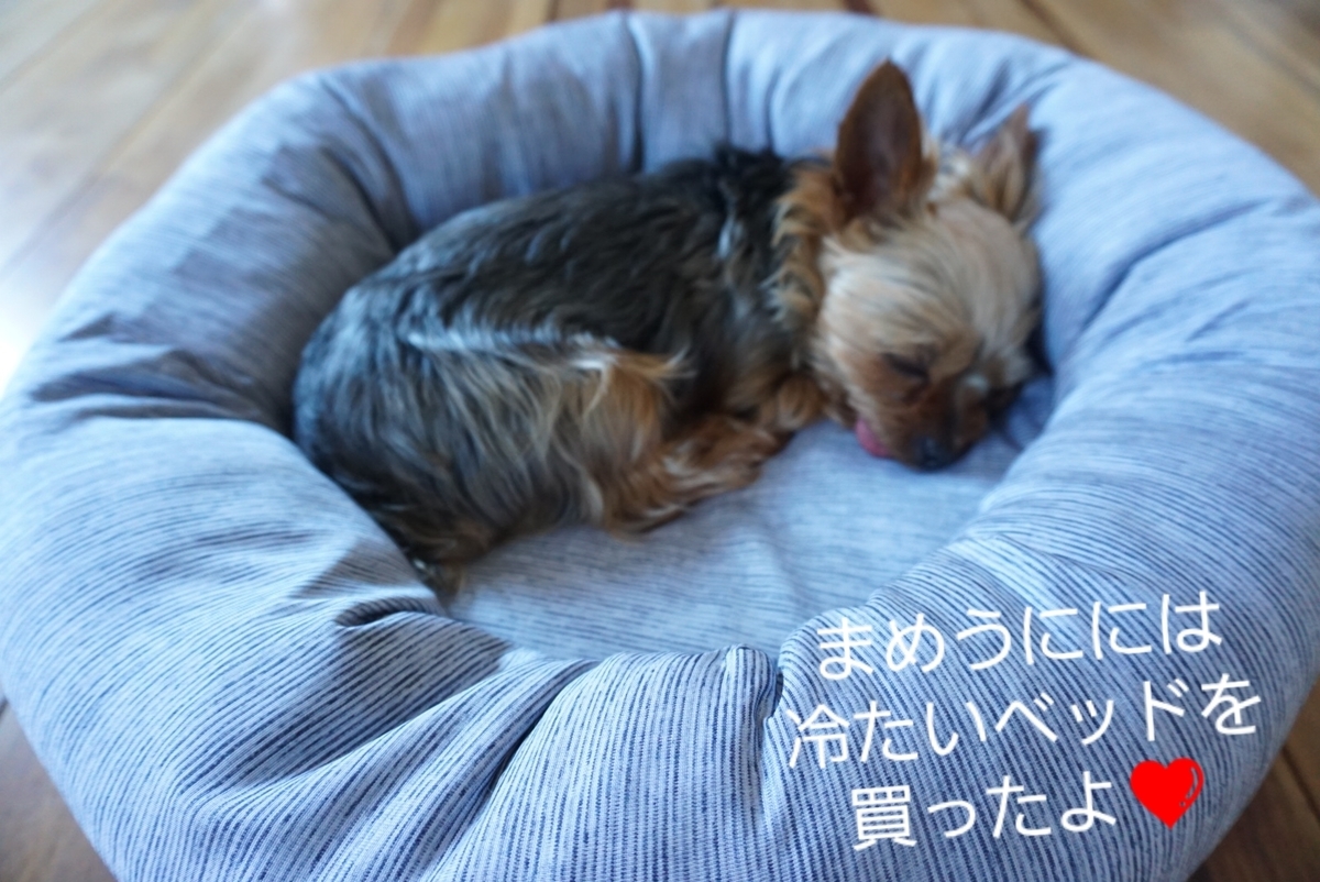 f:id:mame-uni0331:20200612193007j:plain