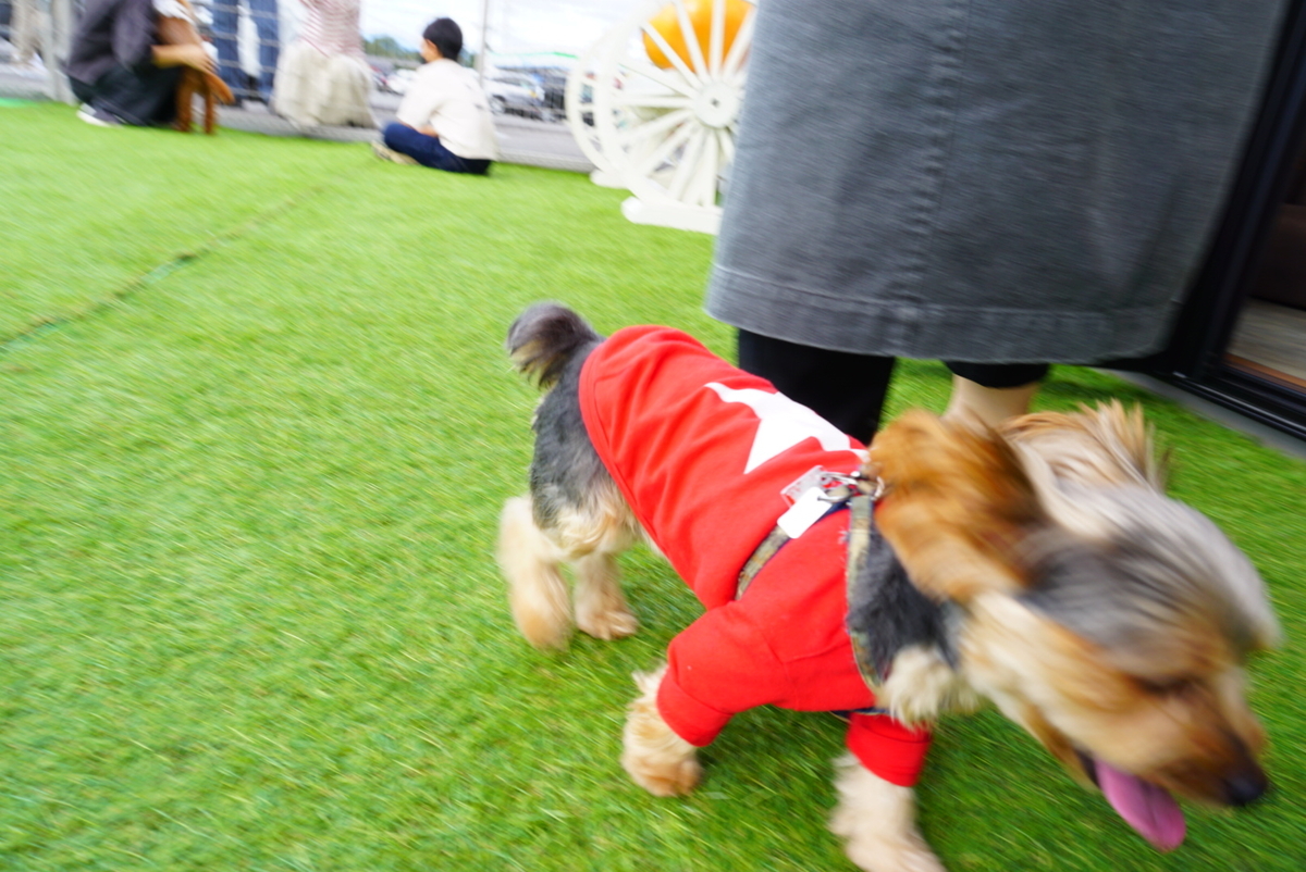 犬 ハロウィン 写真撮影 ハロウィン秋背景布 8 1 ペット撮影用フォト