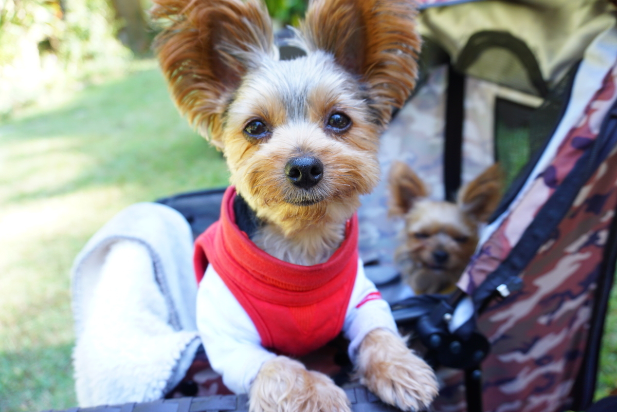 f:id:mame-uni0331:20201013082935j:plain