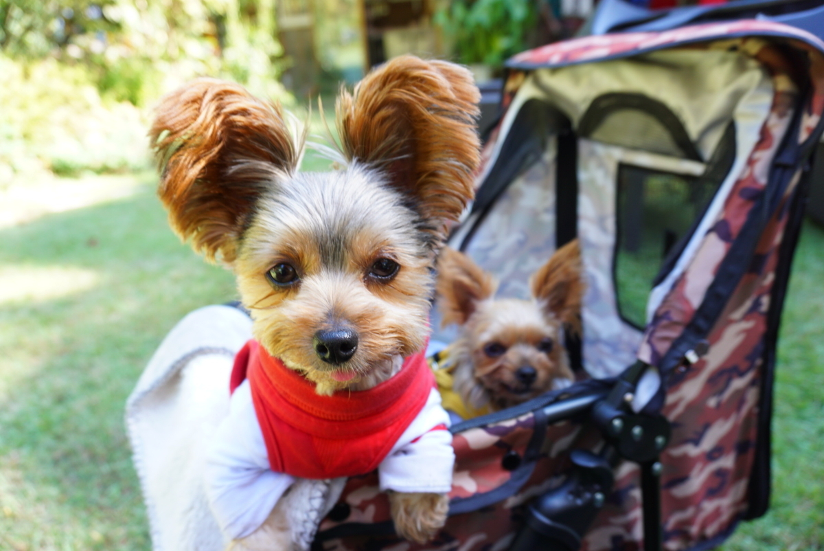 f:id:mame-uni0331:20201013083005j:plain