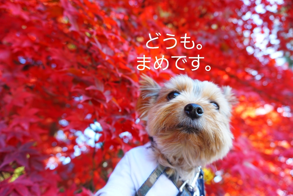 えっ すごい 絵に描いたような真っ赤な紅葉 長円寺 まめうに日記
