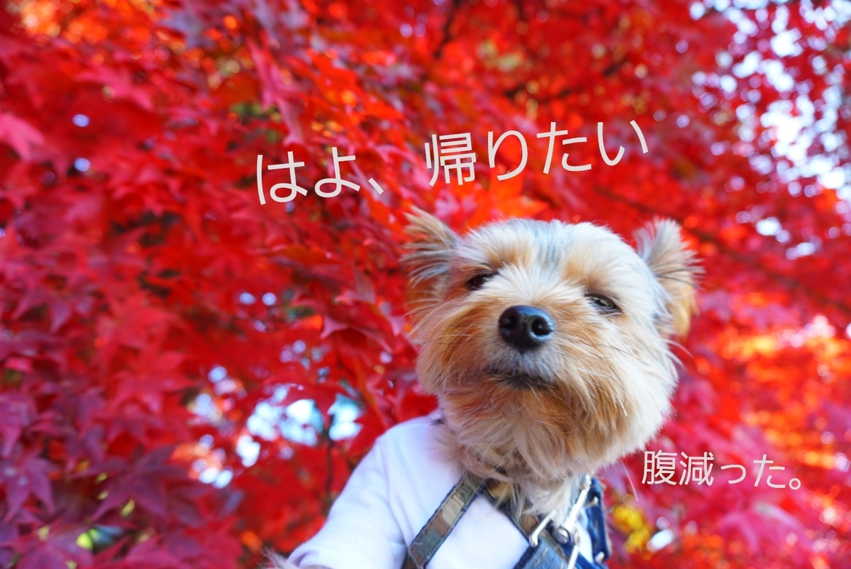 えっ！すごい！絵に描いたような真っ赤な紅葉【長円寺】 - まめうに日記