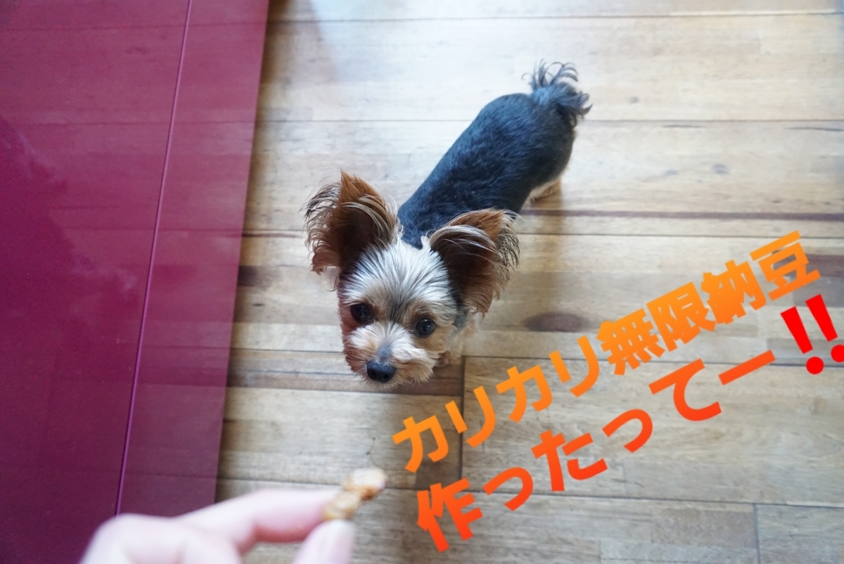 レンジで簡単 犬の手作りオヤツ カリカリ納豆 まめうに日記 レンジで簡単 犬の手作りオヤツ カリカリ納豆 まめうに日記