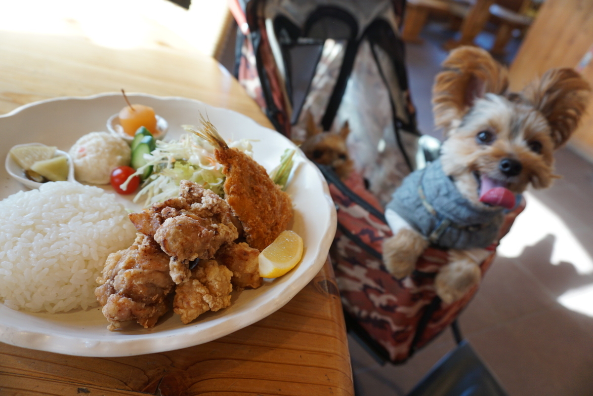 安曇野ドッグカフェ Dog Cafe With ドッグラン 犬用メニューあり まめうに日記 安曇野ドッグカフェ Dog Cafe With ドッグラン 犬用メニューあり まめうに日記