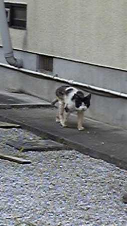 f:id:mame6:20090428102745j:image f:id:mame6:20090428102745j:image