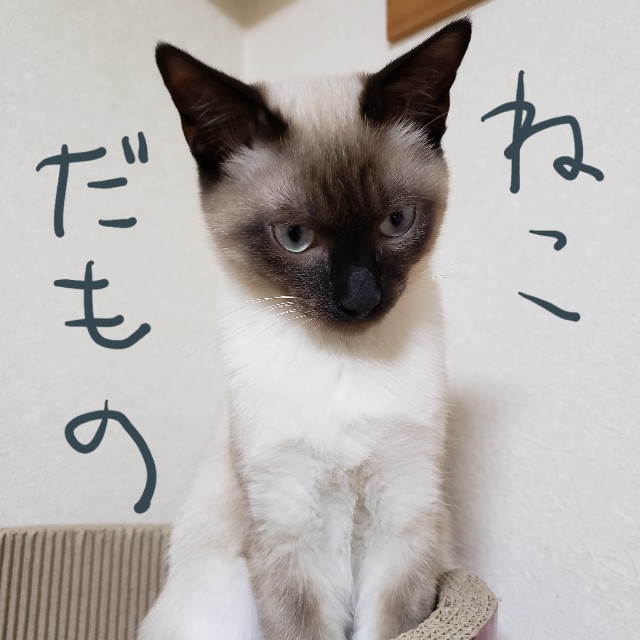 f:id:mame90:20190309193038j:plain f:id:mame90:20190309193038j:plain