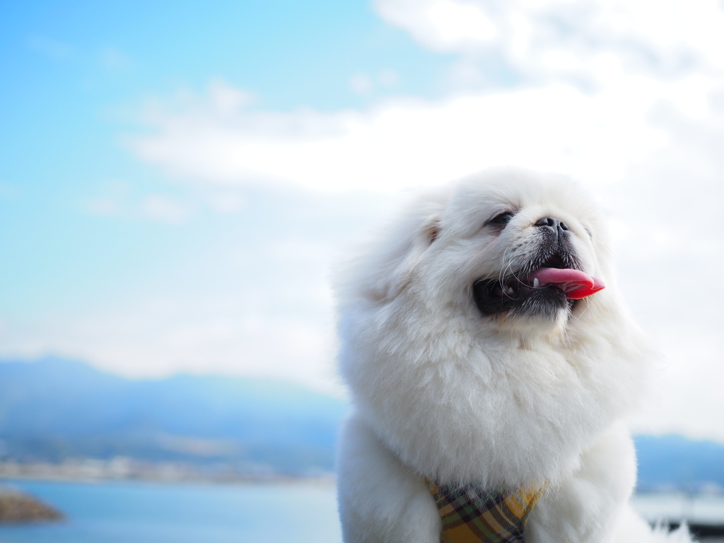 f:id:mame_mofu:20181030211131j:plain