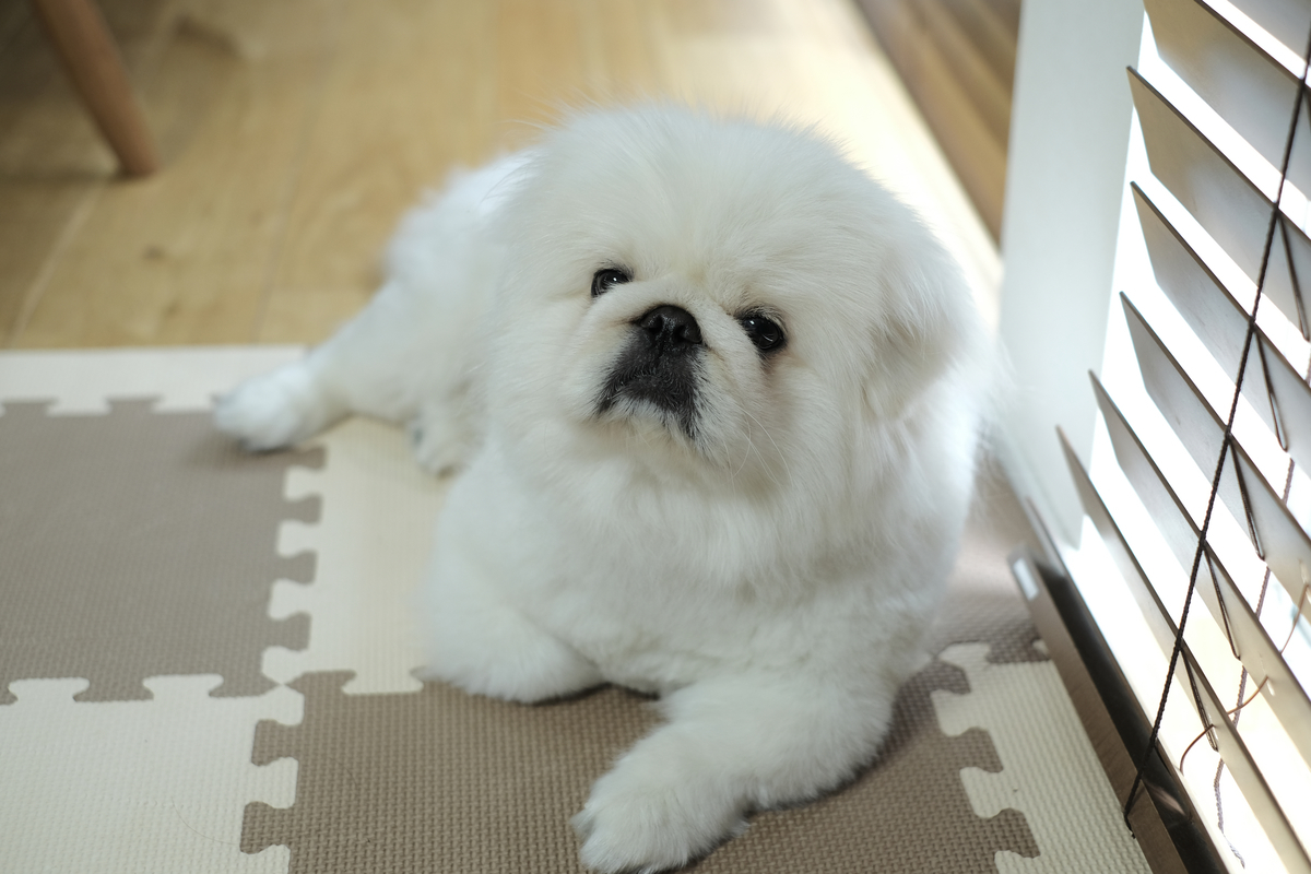 f:id:mame_mofu:20190715150607j:plain