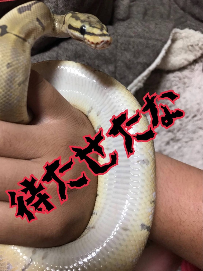 f:id:mamechicbi:20190525115704j:image
