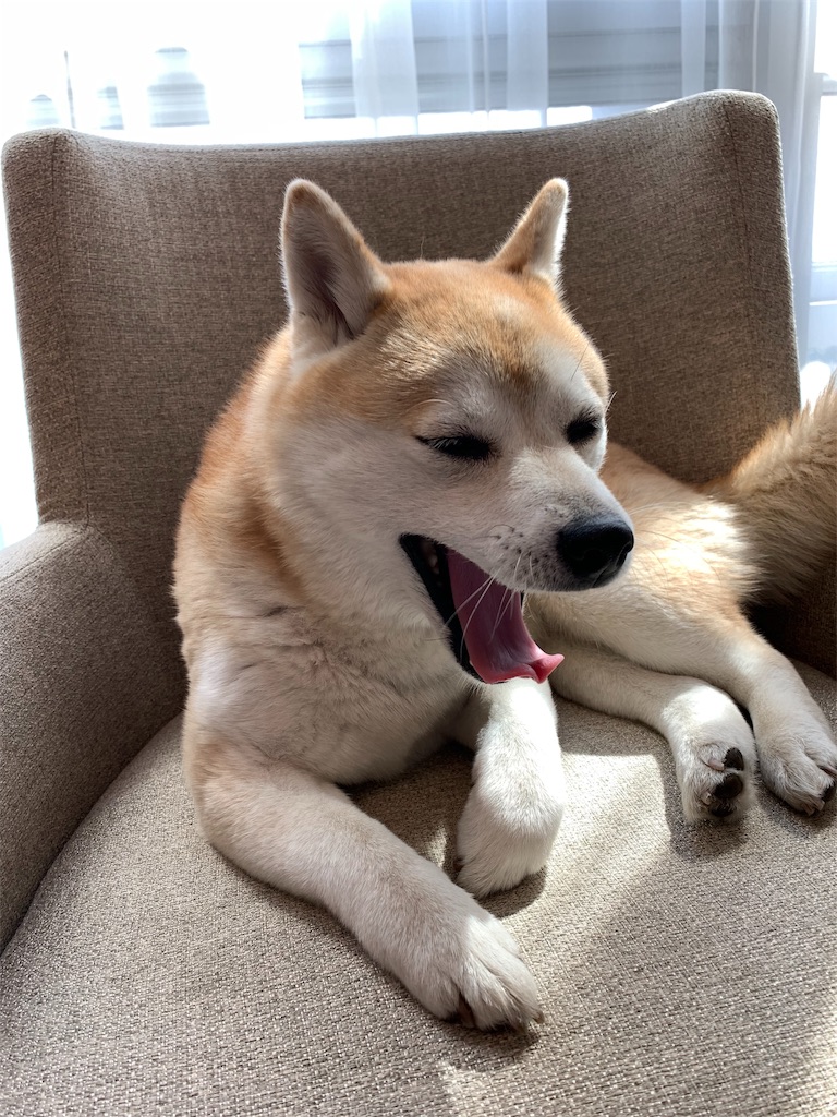 発見 柴犬 海外駐在記 発見 柴犬 海外駐在記