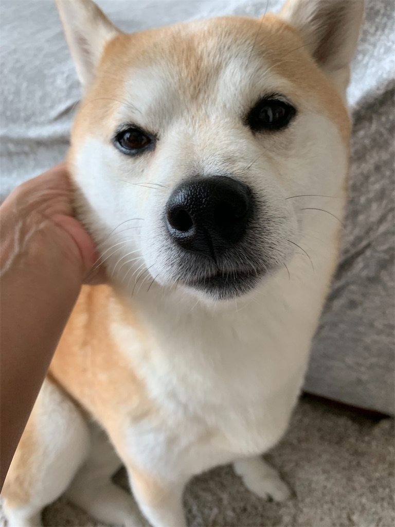 f:id:mamechike:20190614161107j:image