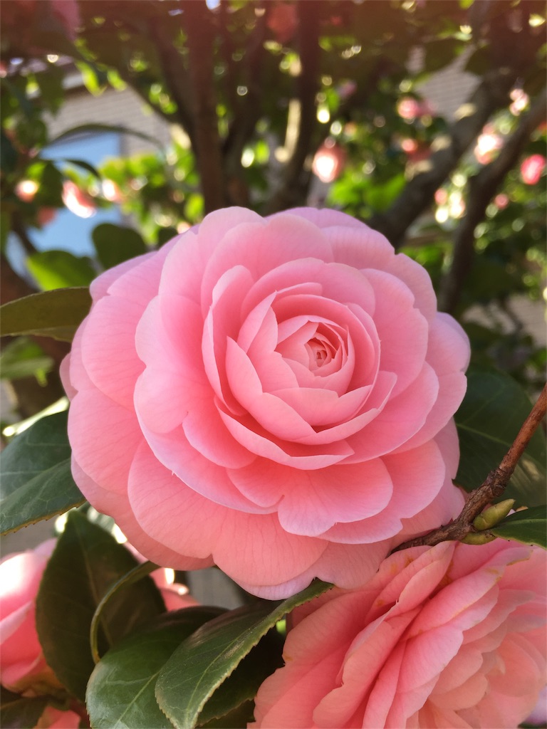 f:id:mamechobi:20180412170946j:image