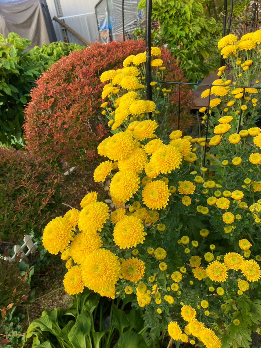 今年の菊 中世文学漫歩