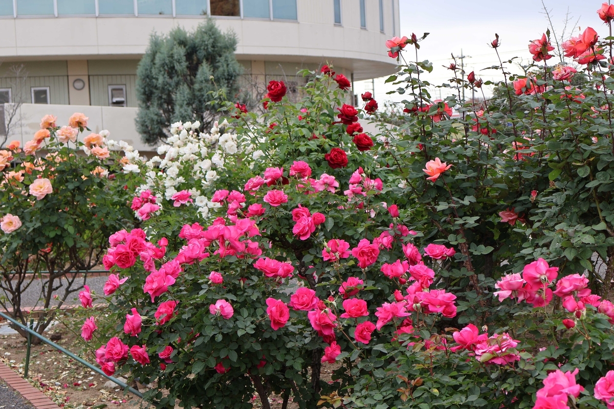 川越便り・妻沼の秋薔薇篇 - 中世文学漫歩