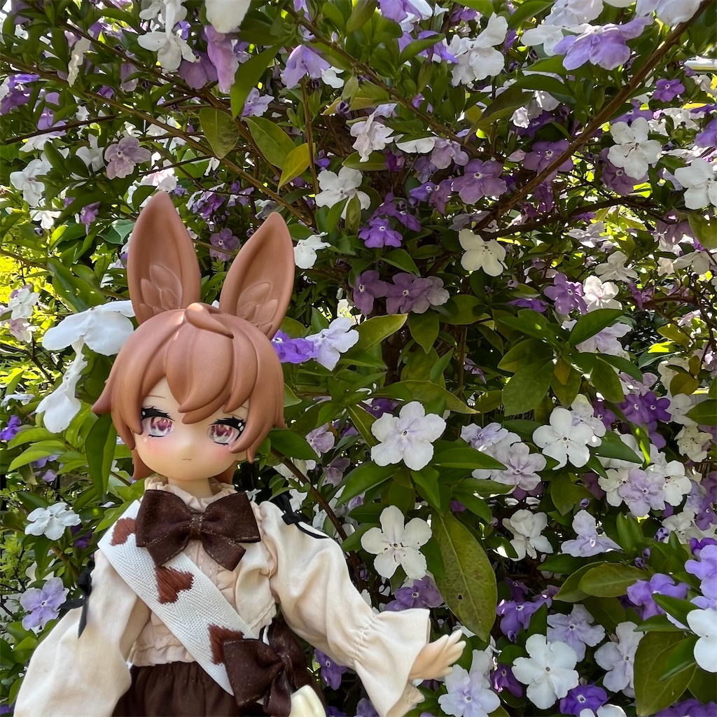 f:id:mamefuku13:20250519155338j:image