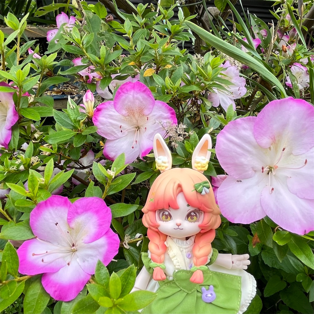 f:id:mamefuku13:20250519155342j:image