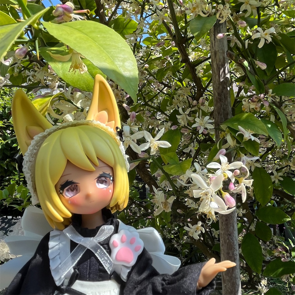 f:id:mamefuku13:20250519155347j:image