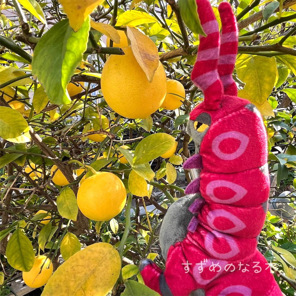 f:id:mamefuku13:20251126165825j:image