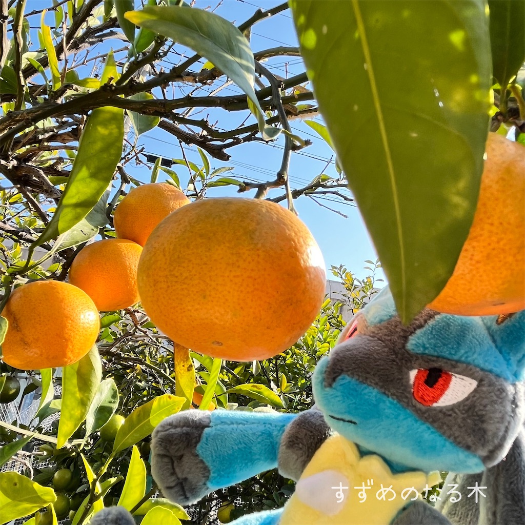 f:id:mamefuku13:20251126165829j:image