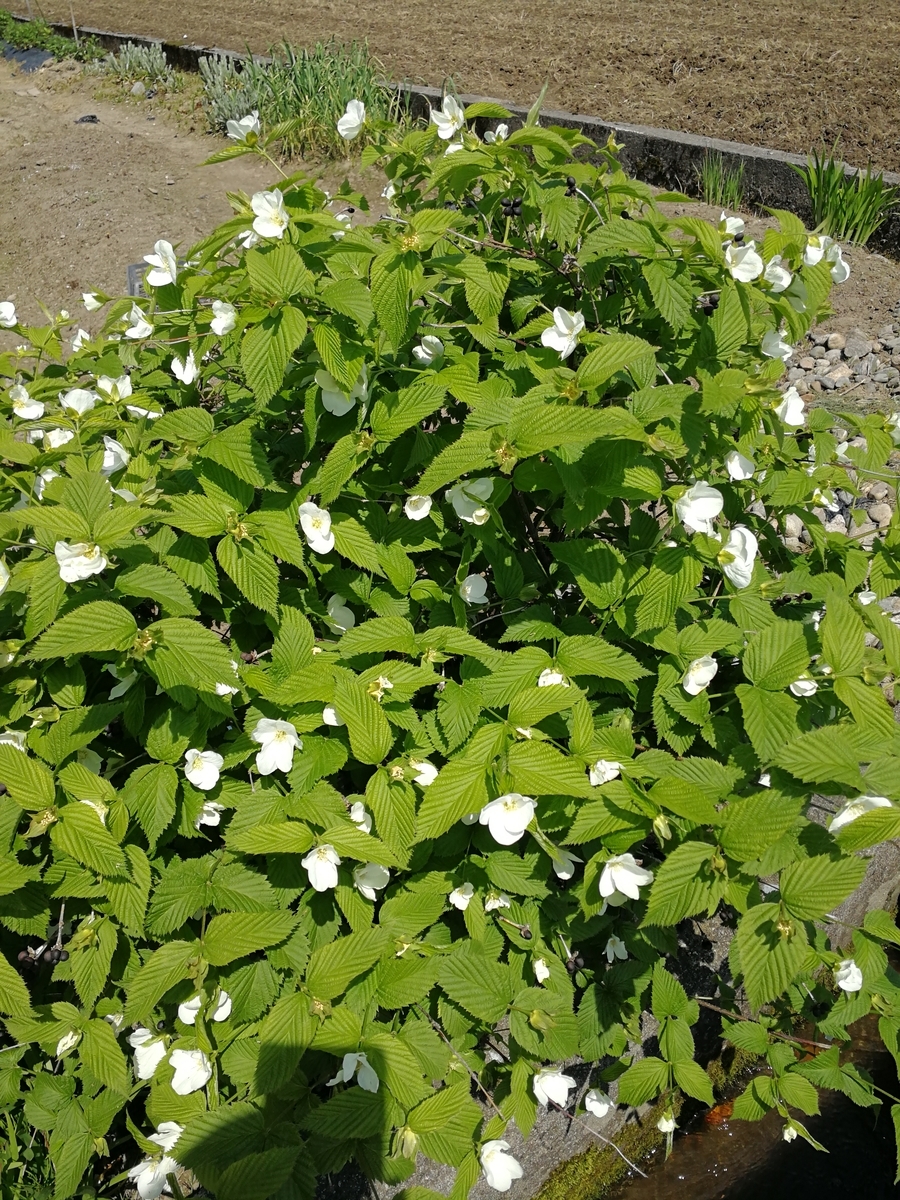 f:id:mameimokuri:20190506060250j:plain:w300 f:id:mameimokuri:20190506060250j:plain:w300
