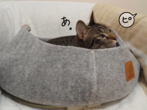 バケツベッドと彼。 - でぶアメショと愛の無い生活。