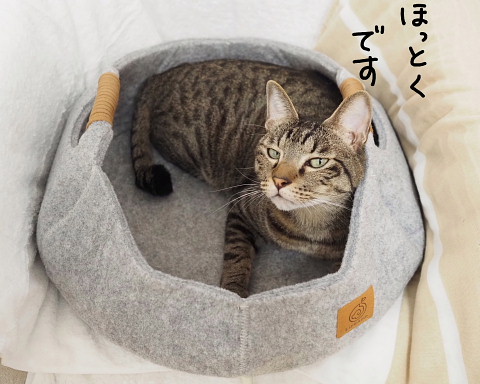 バケツベッドと彼。 - でぶアメショと愛の無い生活。