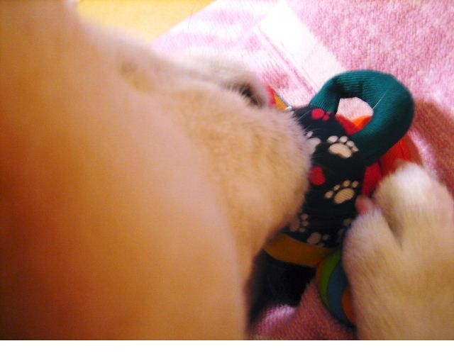 f:id:mamekonbu0410:20090301224935j:image