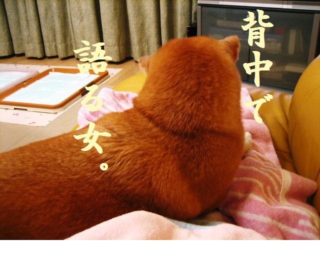 f:id:mamekonbu0410:20090301224936j:image