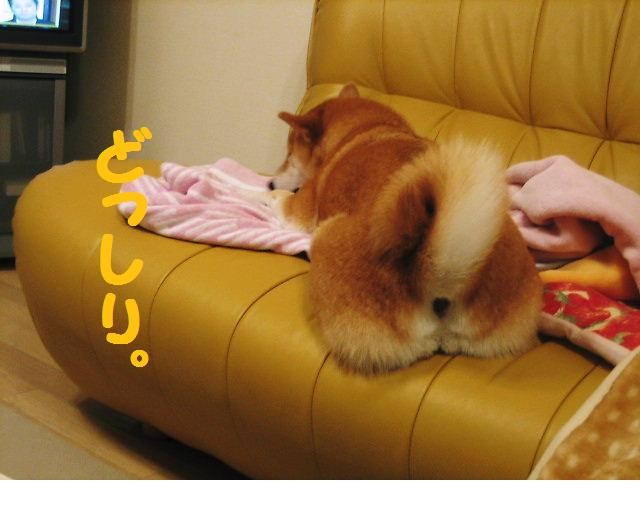 f:id:mamekonbu0410:20090301224937j:image