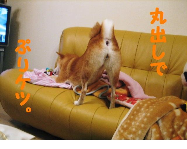 f:id:mamekonbu0410:20090301224939j:image
