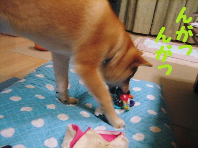 f:id:mamekonbu0410:20090301224941j:image