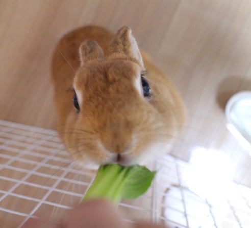 f:id:mamekousagi:20180405075821j:plain f:id:mamekousagi:20180405075821j:plain