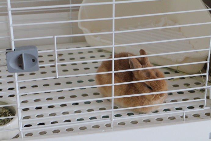 f:id:mamekousagi:20180428231440j:plain