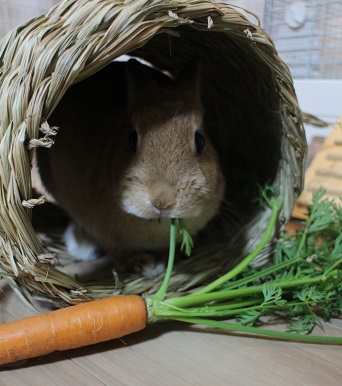 f:id:mamekousagi:20180528191836j:plain f:id:mamekousagi:20180528191836j:plain