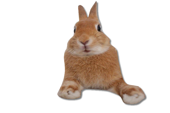 f:id:mamekousagi:20181025103732p:plain f:id:mamekousagi:20181025103732p:plain