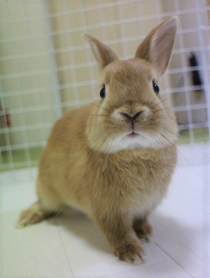 つくねさん はじめてのへやんぽ へやんぽやうさんぽについて 常人の倍香辛料振る方です