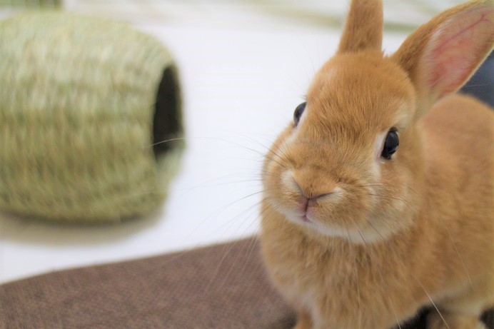 つくねがついてくる話 常人の倍香辛料振る方です