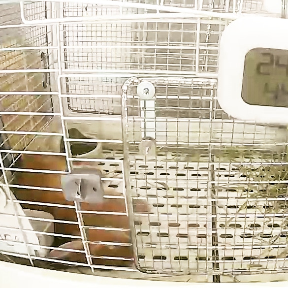 f:id:mamekousagi:20190804082040j:plain f:id:mamekousagi:20190804082040j:plain