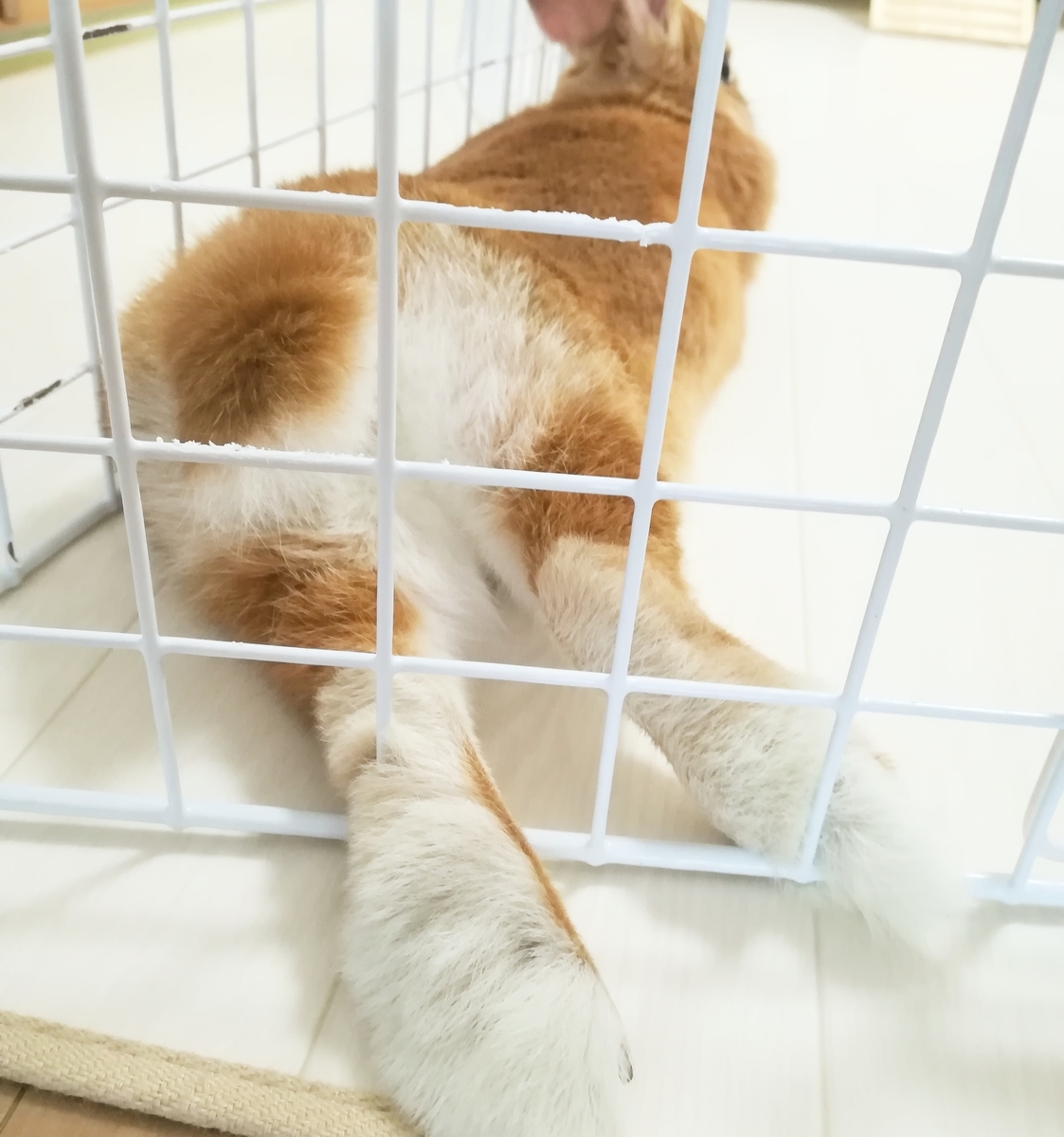 f:id:mamekousagi:20190805161349j:plain f:id:mamekousagi:20190805161349j:plain