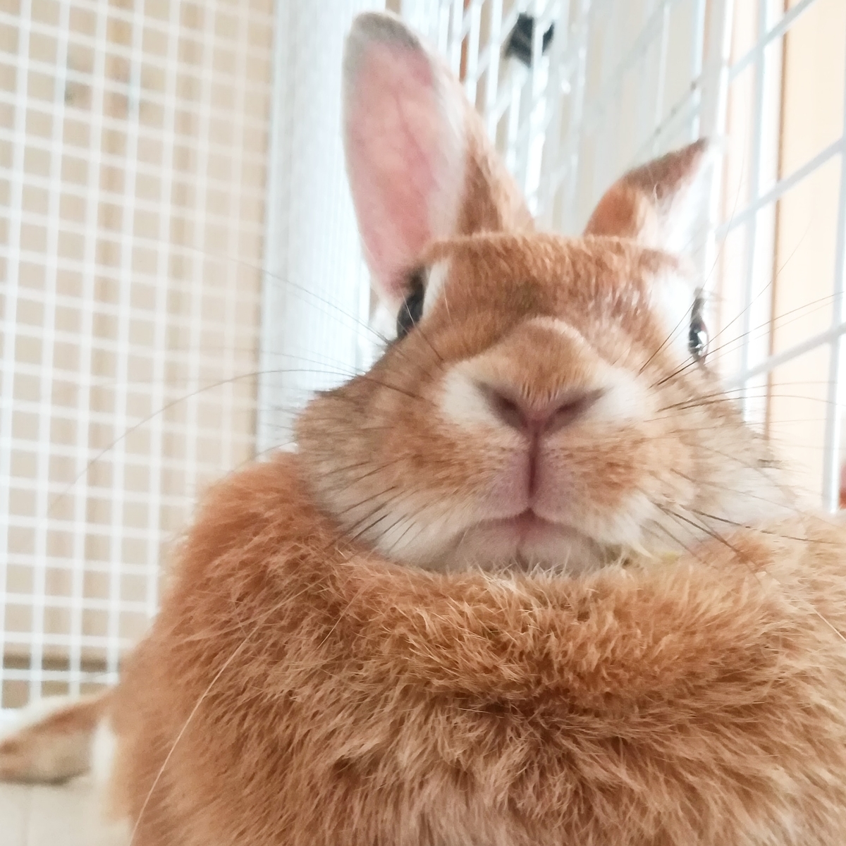 f:id:mamekousagi:20190828222551j:plain