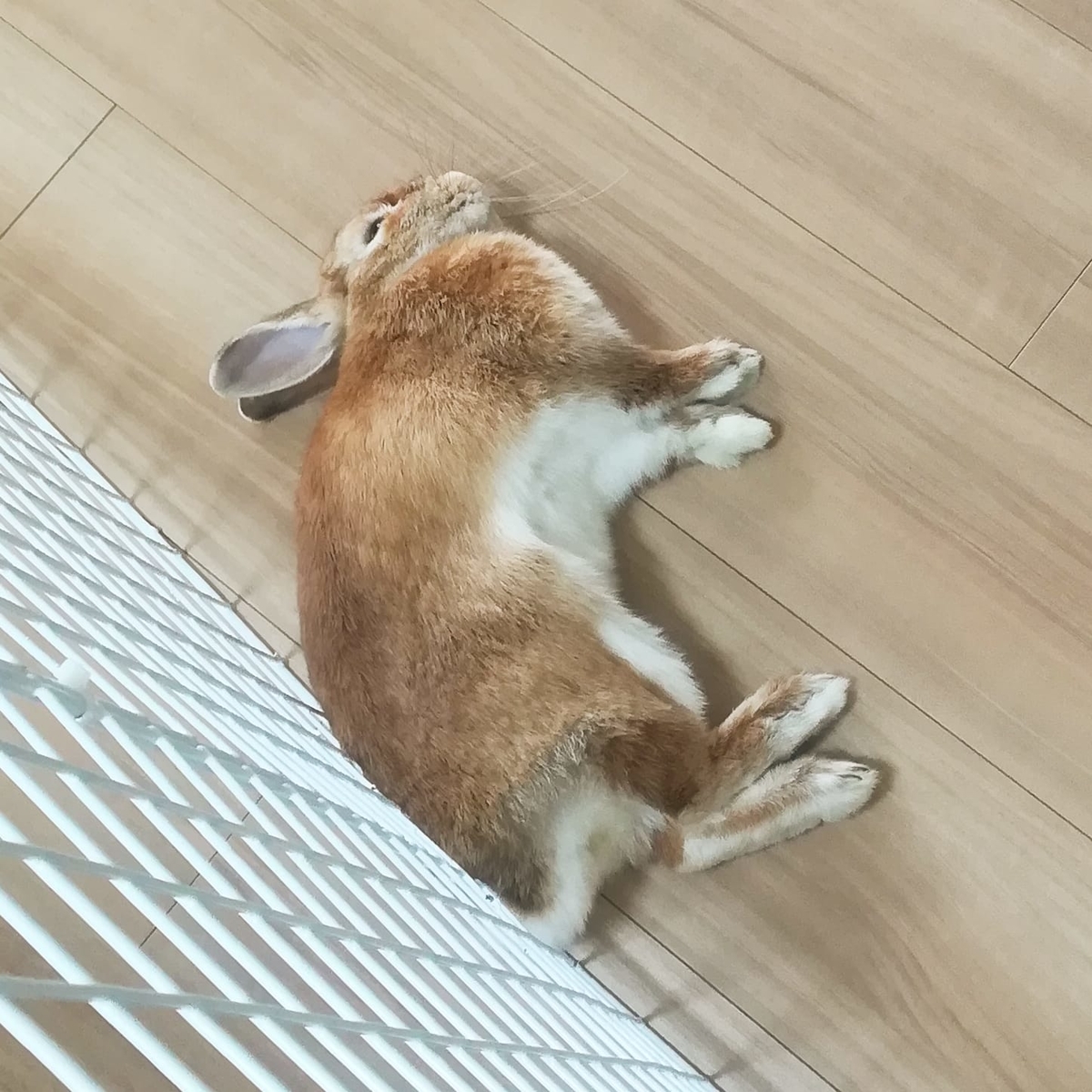 うさぎ やめて欲しい事 常人の倍香辛料振る方です