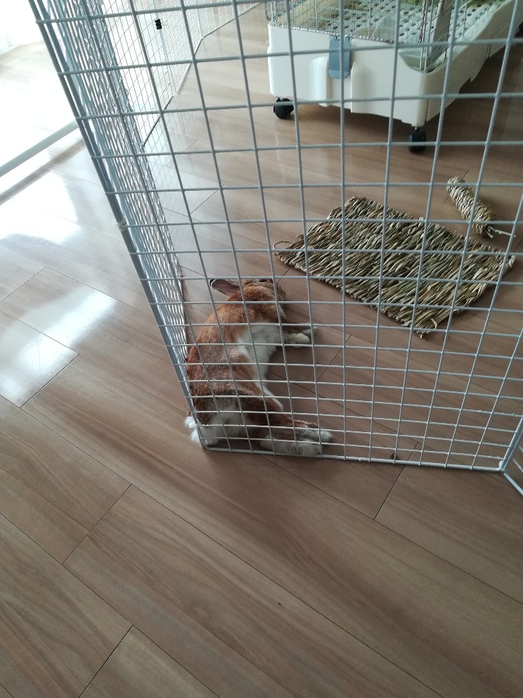 f:id:mamekousagi:20200604175742j:plain