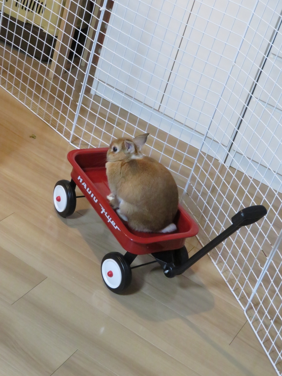 f:id:mamekousagi:20200701113343j:plain