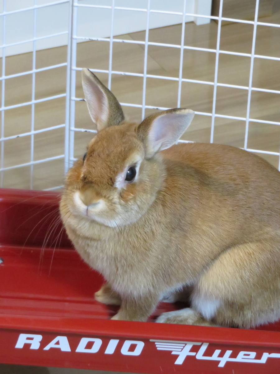 f:id:mamekousagi:20200701113355j:plain