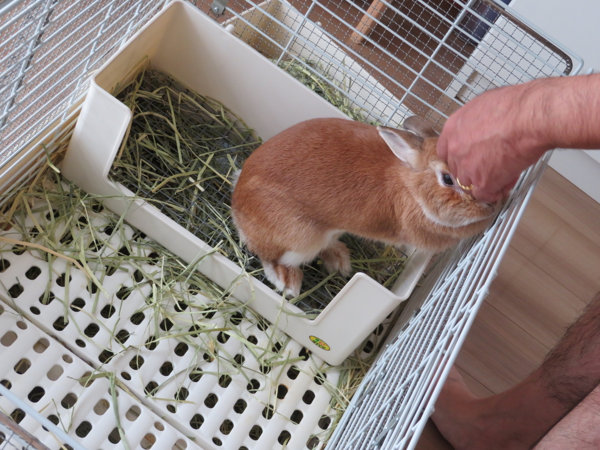 f:id:mamekousagi:20200725181044j:plain