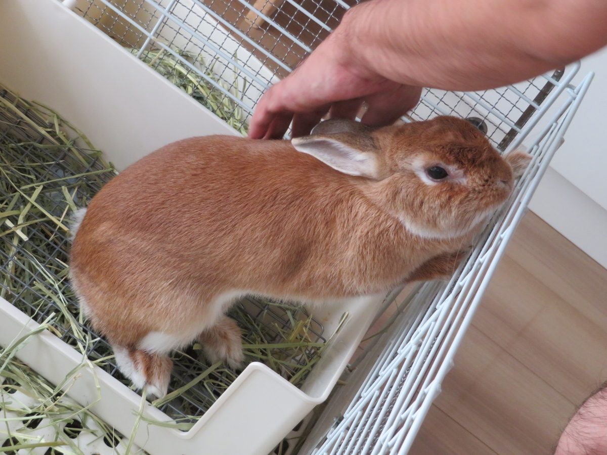 f:id:mamekousagi:20200725181057j:plain